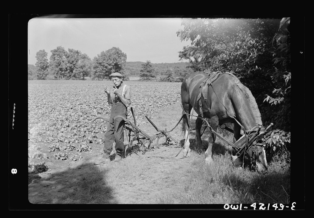 Southington, Connecticut. Gus Worke lighting his pipe after ploughing a field of lettuce. He came from Germany forty years…