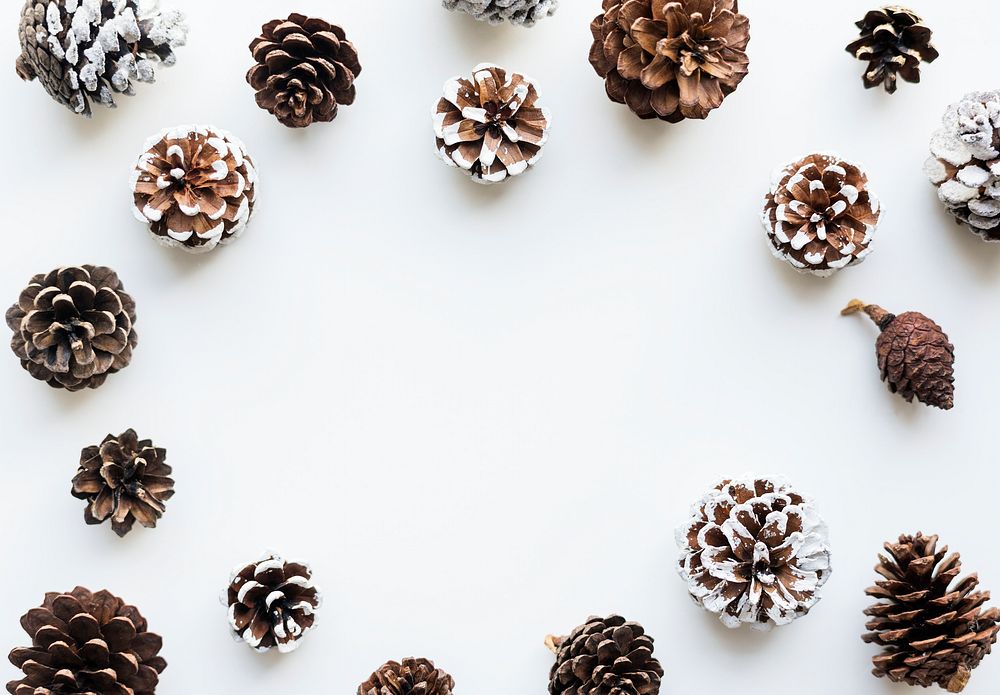 Pine cones with design space on white background