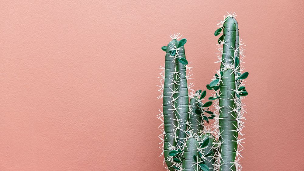Cactus desktop wallpaper, pink background, plant lover