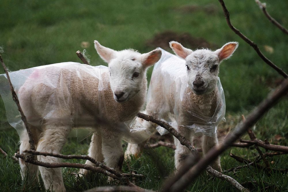 Herdwick lambs at Lake District in Scotland