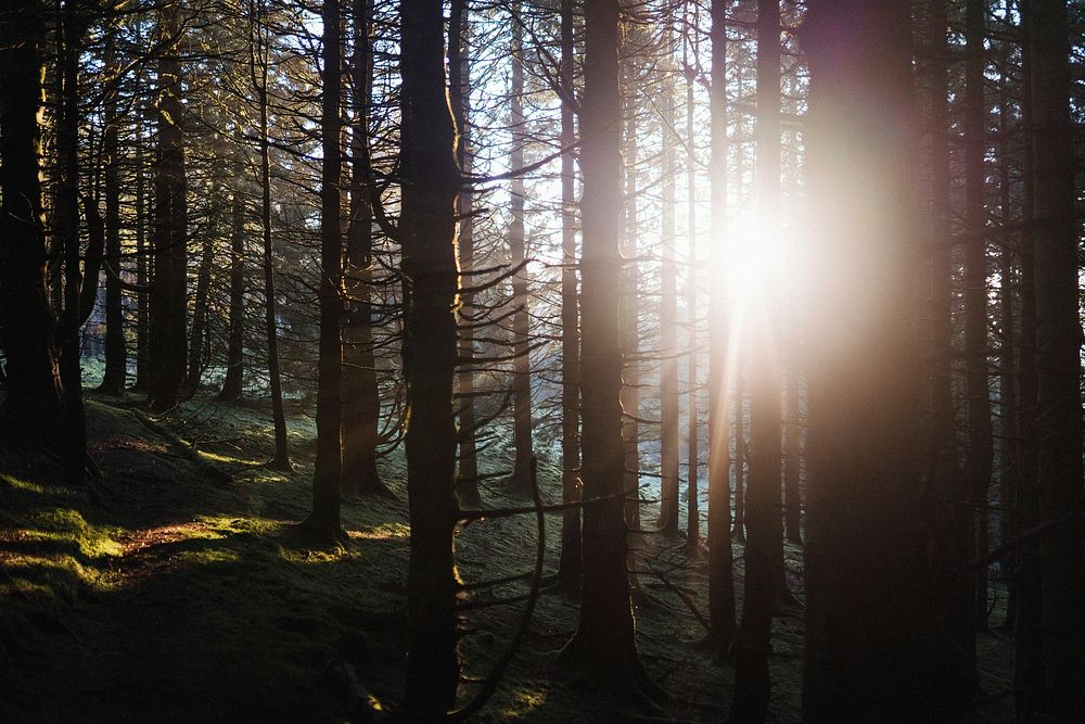 Sunlight beaming through the woods of Whinlatter Forest at the Lake District in England