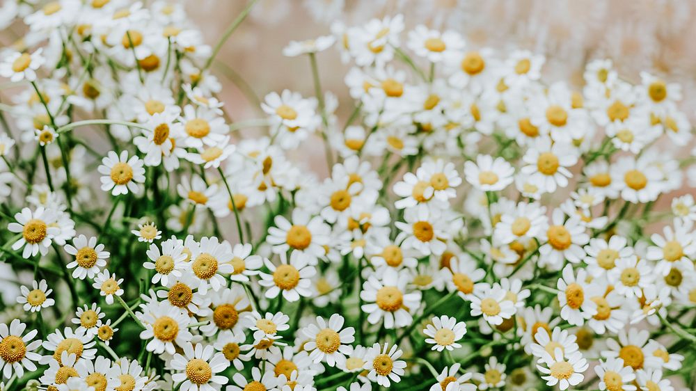 White flower desktop wallpaper, daisy spring background