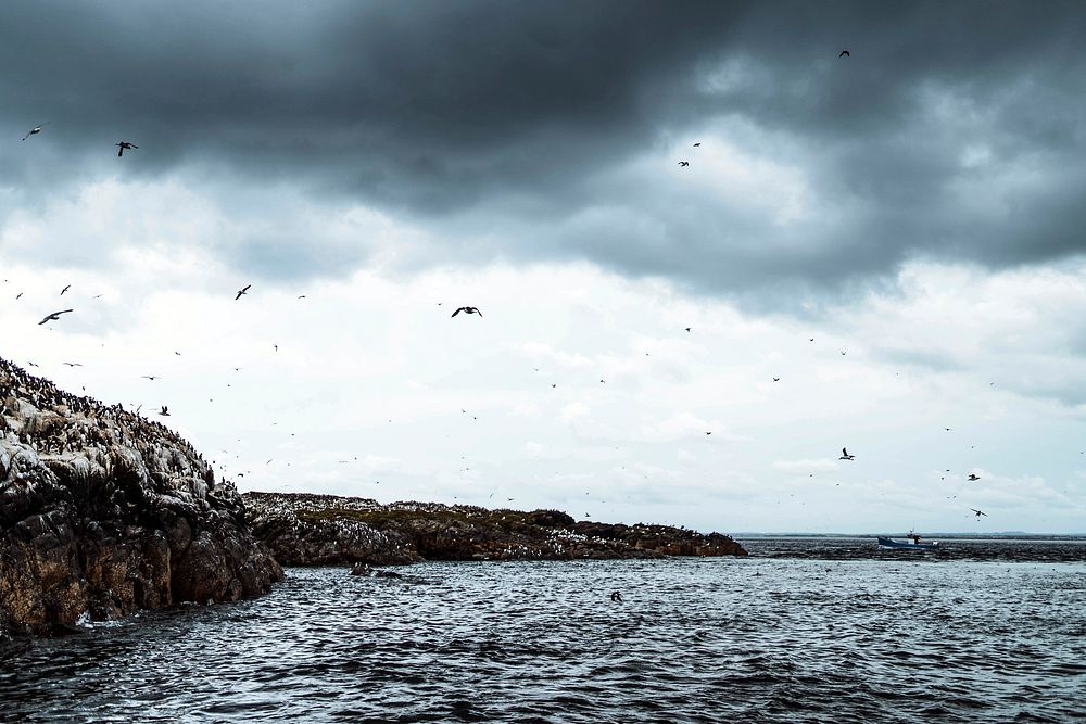 Flock of seabirds flying over the Farne Islands in Northumberland, England