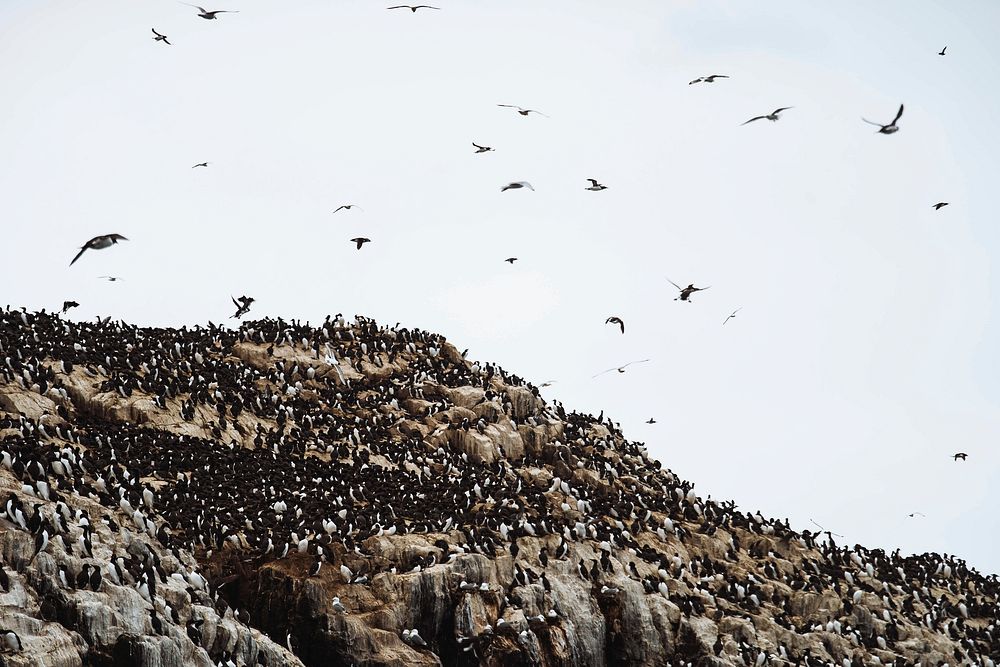 Flock of guillemots on the Farne Islands in Northumberland, England