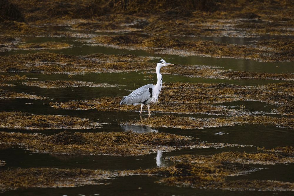 Gray white heron on the Isle of Mull