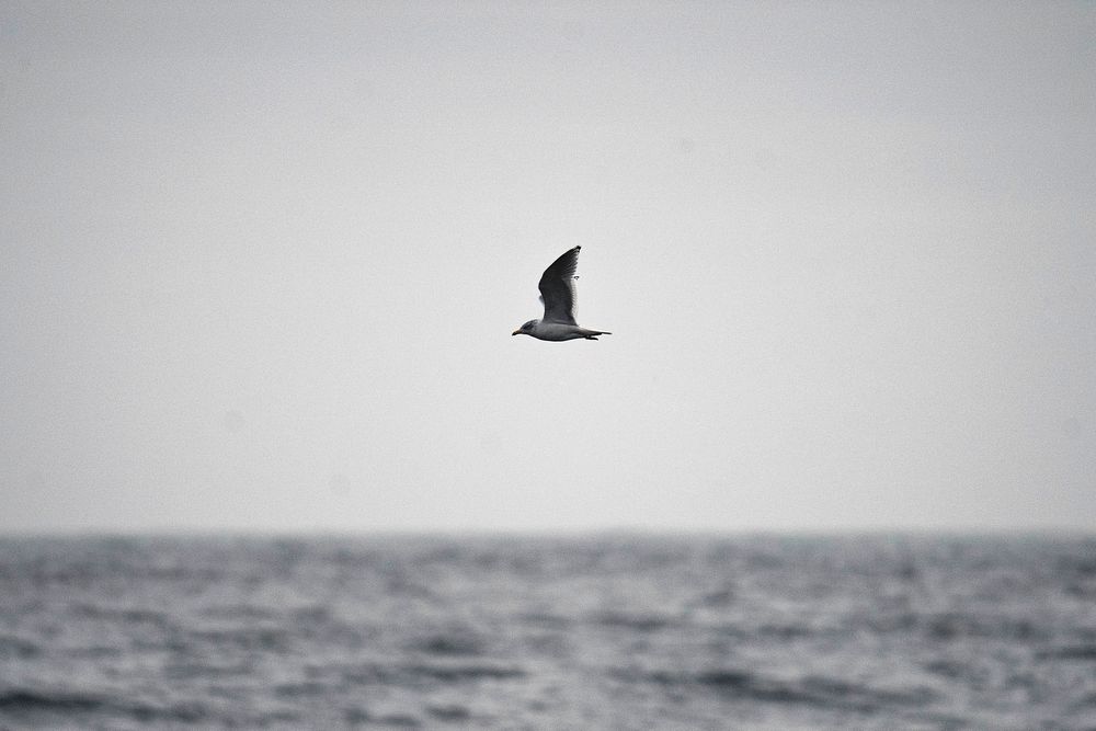 Fulmar flying over the sea