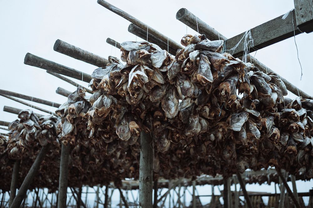 Cod fish drying on a scaffold in Lofoten, Norway 