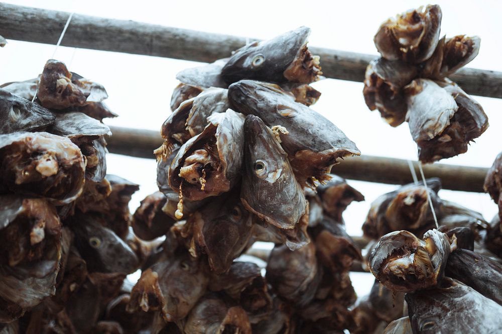 Cod fish drying on a scaffold in Lofoten, Norway