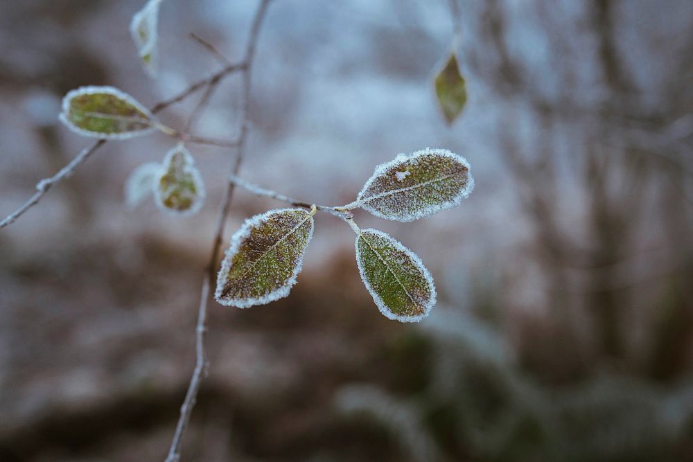 Leaves covered with frost at Buachaille Etive Mor