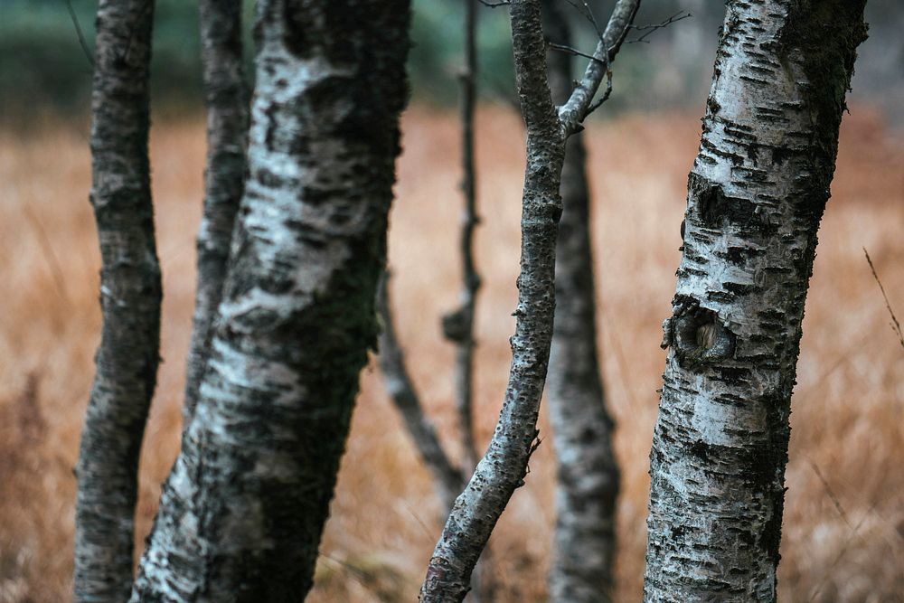 Trunk tree in a field