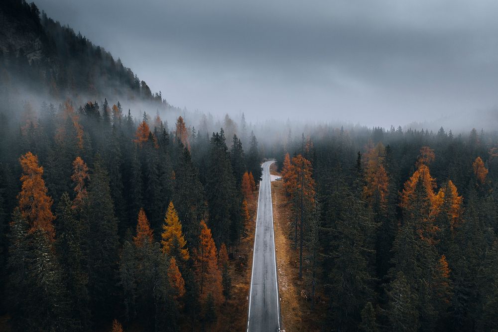 Drone view of a misty coniferous forest in autumn