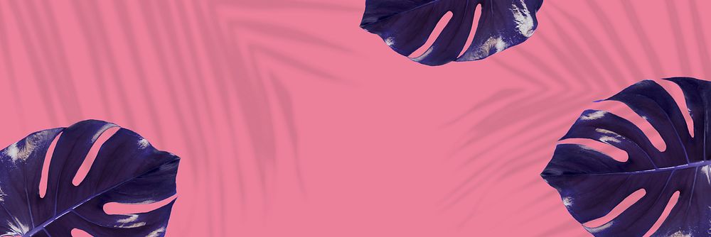 Indigo Monstera leaves on pink background