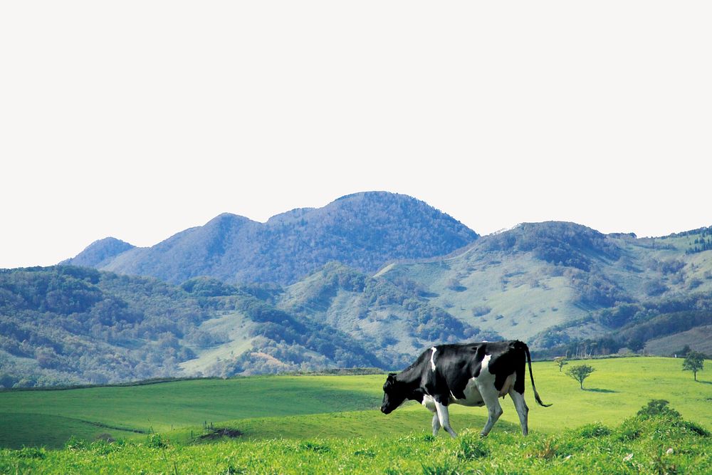 Cow in field border, nature background psd