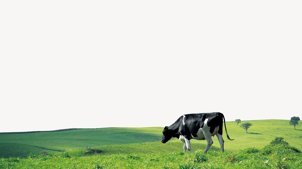 Cow in field desktop wallpaper border psd