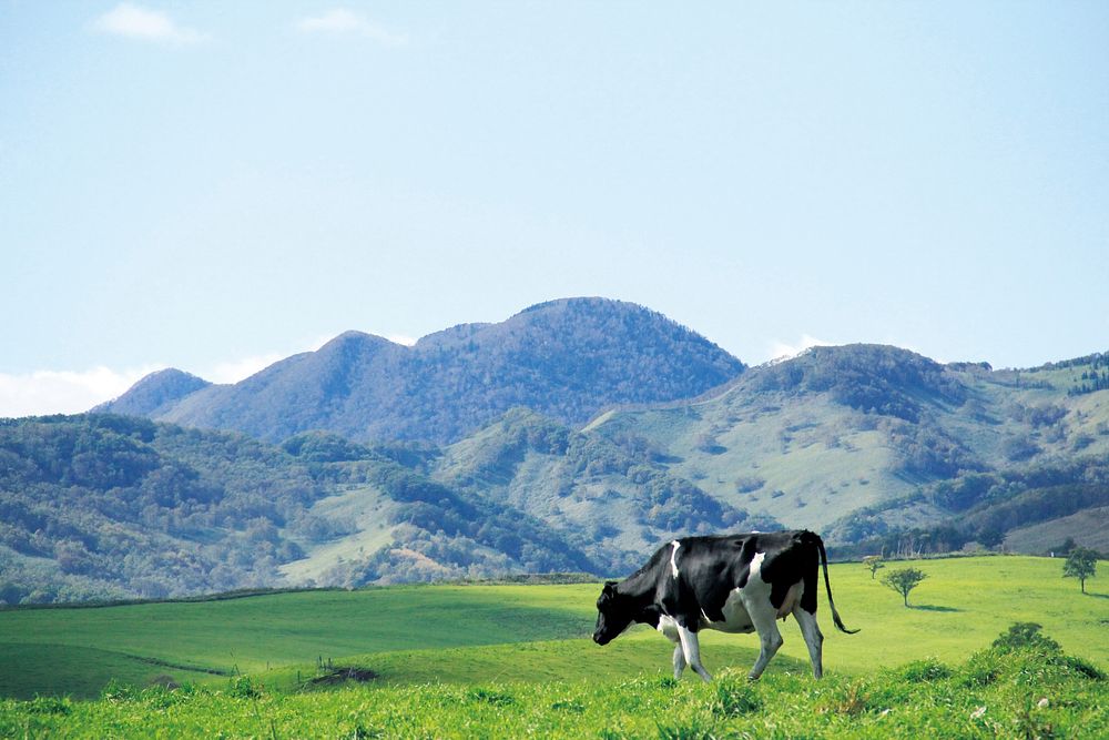 Free spotted cow standing on grass with mountain view image, public domain animal CC0 photo.