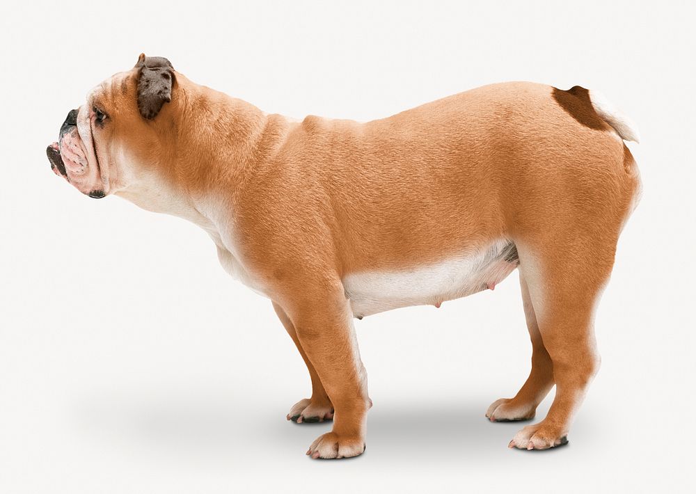 English Bulldog sticker, pet isolated image psd