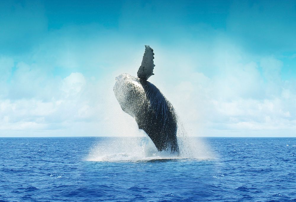 Free whale surfacing image, public domain sea animal CC0 photo.