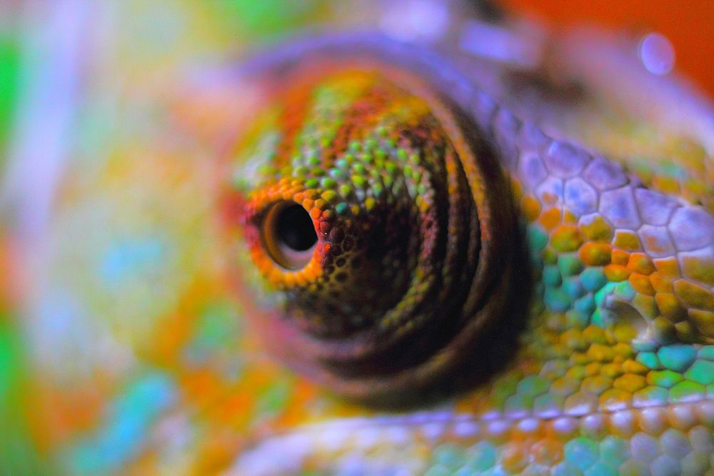 Free chameleon eye image, public domain animal CC0 photo.