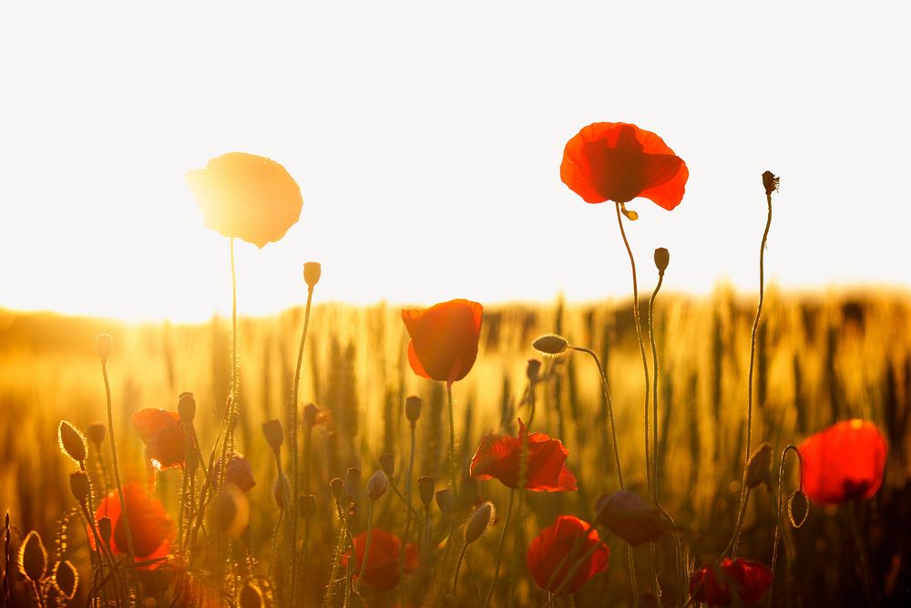 Red poppies field background, spring nature psd