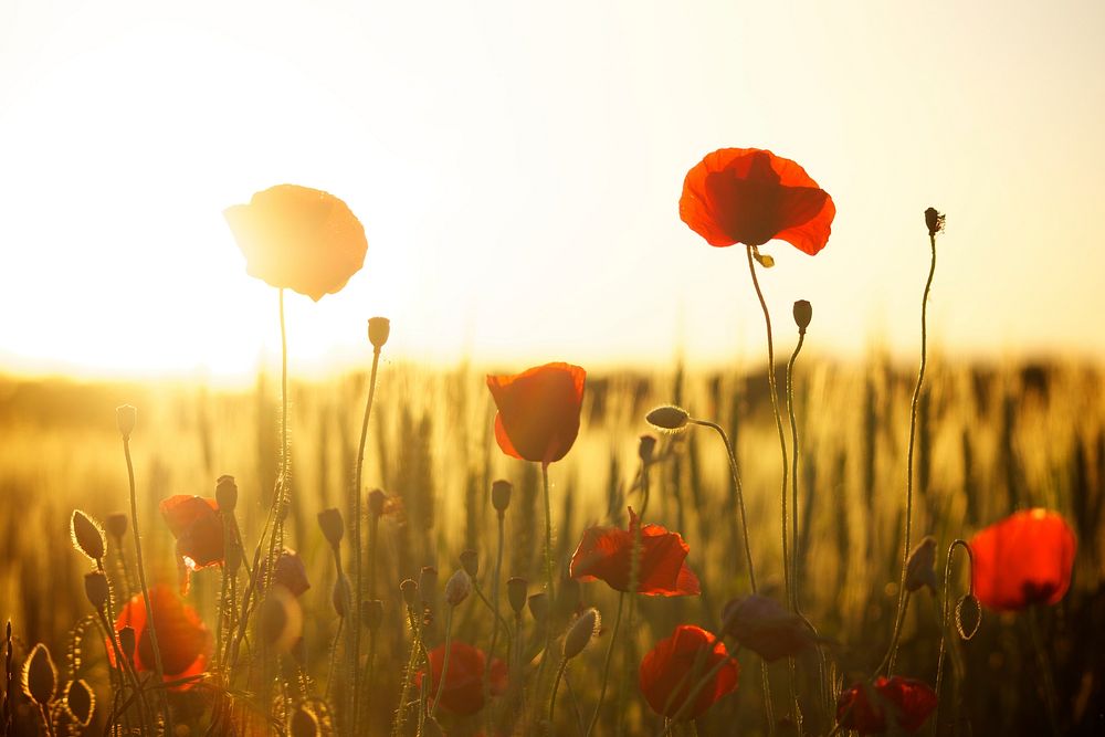 Free poppy field image, public domain nature CC0 photo.