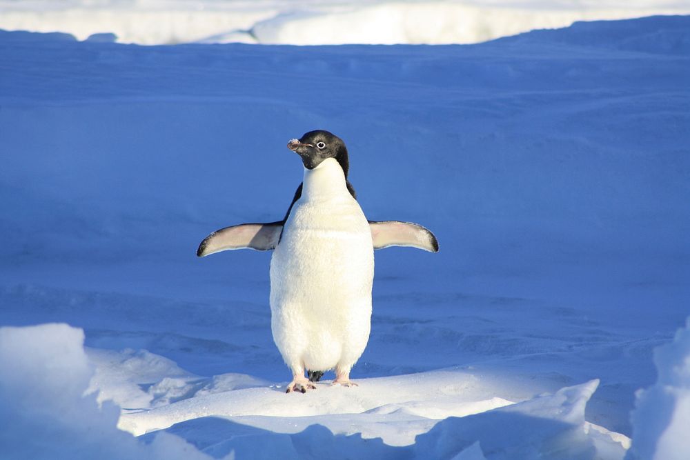 Free penguin in Antarctica image, public domain animal CC0 photo.