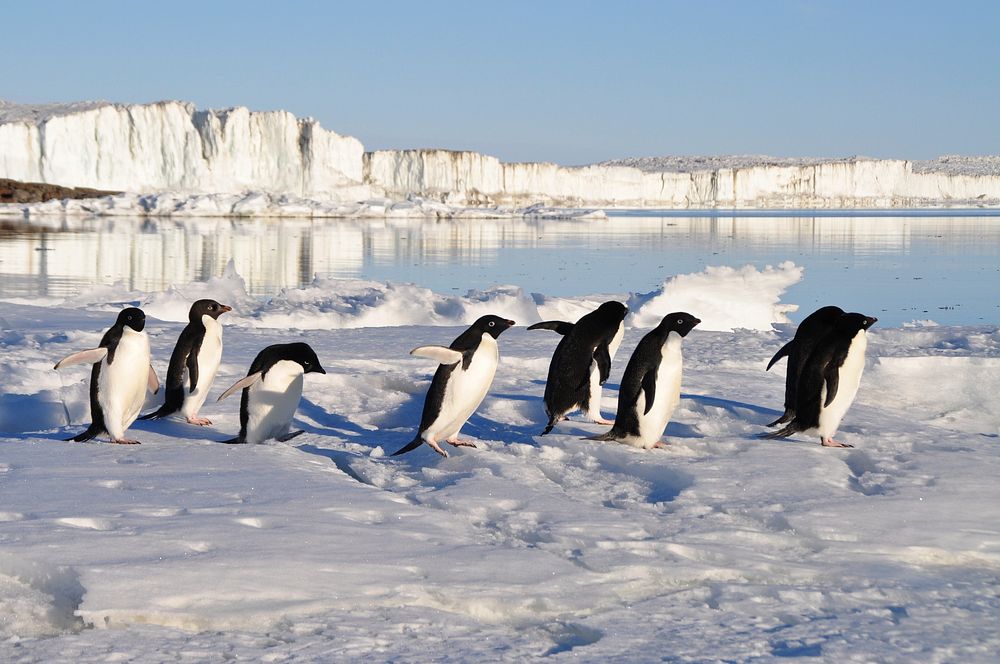 Free penguins image, public domain animal CC0 photo.