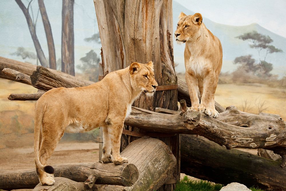Free female lion, wildlife image, public domain CC0 photo.