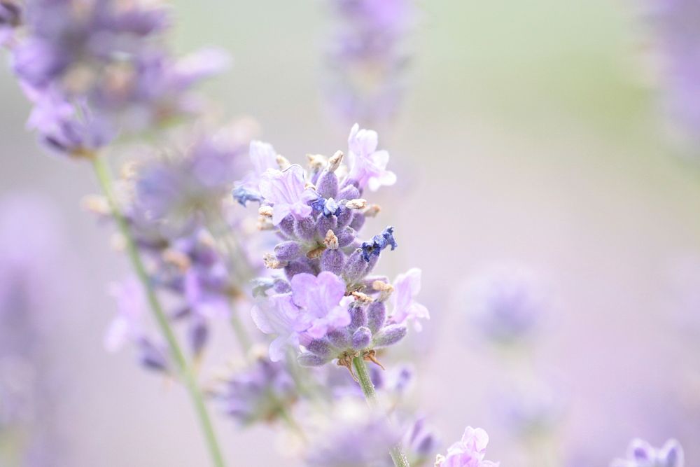 Free purple flower background image, public domain spring CC0 photo.