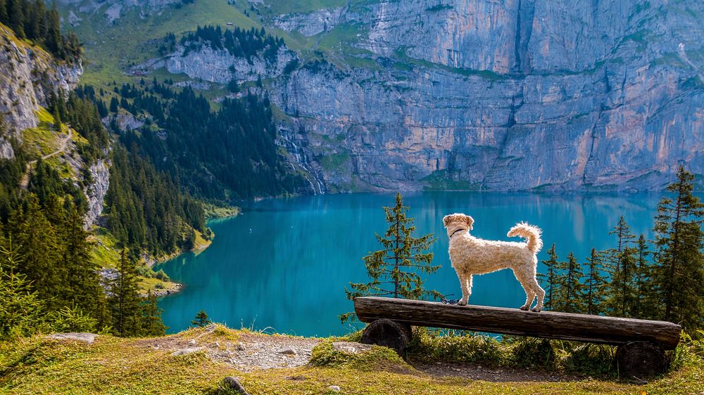 Free whoodle dog standing on log watching scenic view image, public domain animal CC0 photo. 