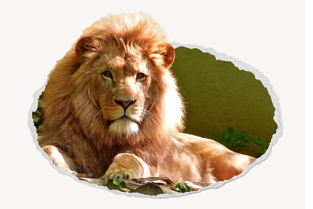 Lion ripped paper badge, safari animal photo