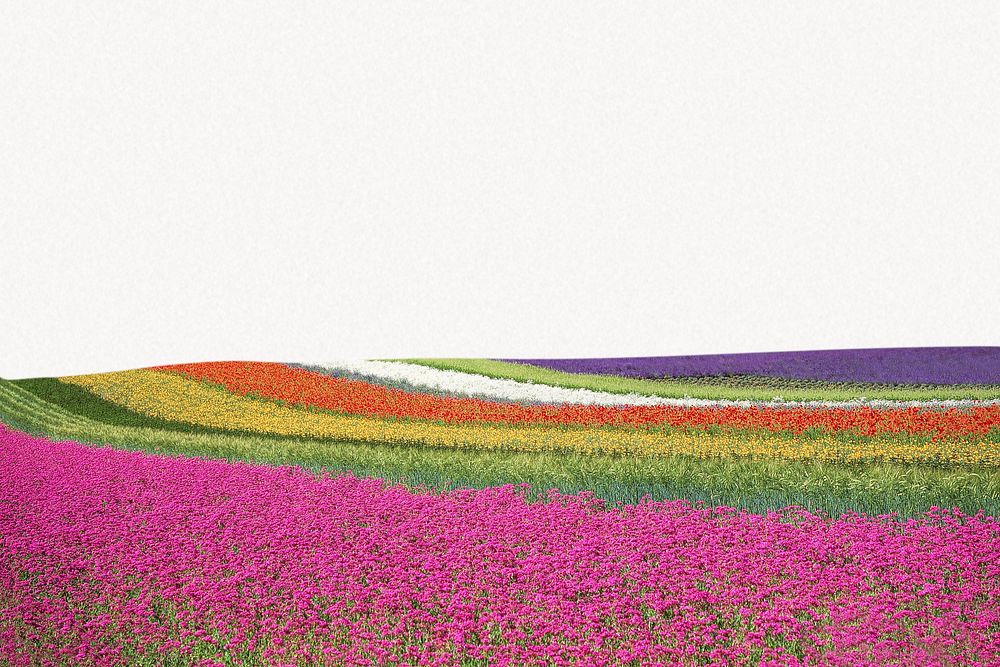 Tulip field border background, nature design