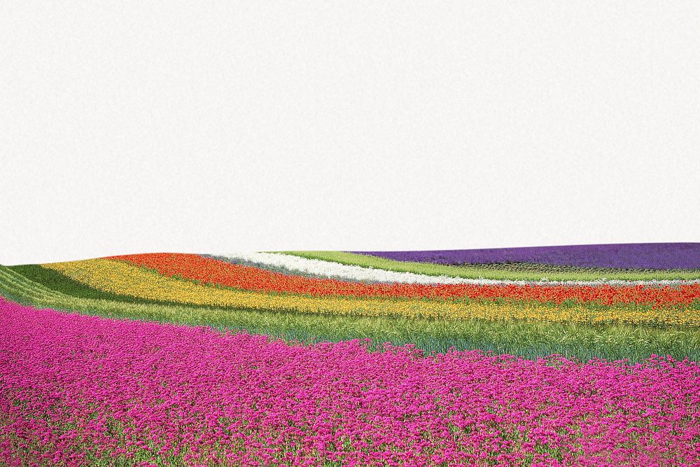 Tulip field border collage element, nature design psd