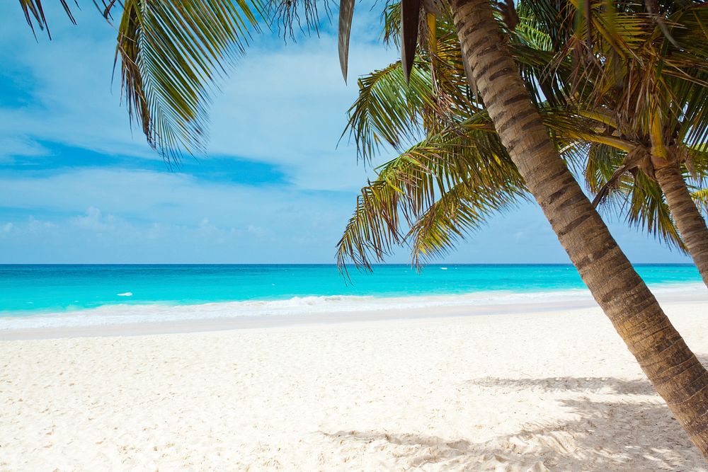 Sunny beach with palm tree, blue sky background, free public domain CC0 photo.