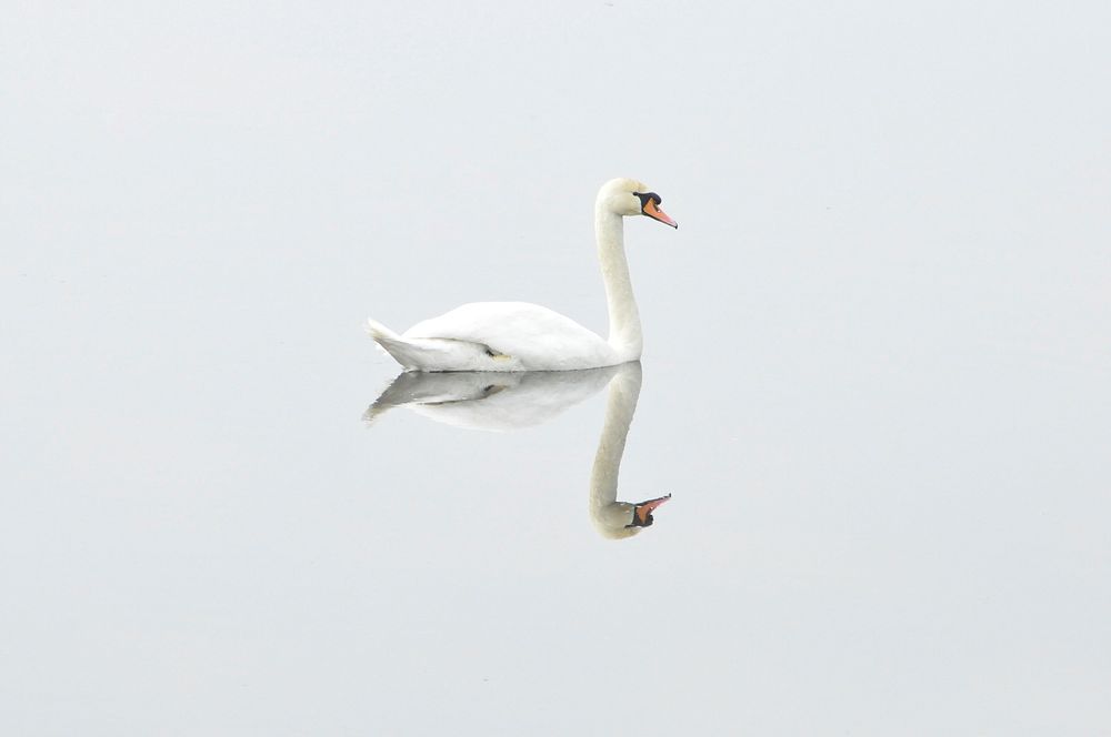 Free mute swan on white background image, public domain animal CC0 photo.