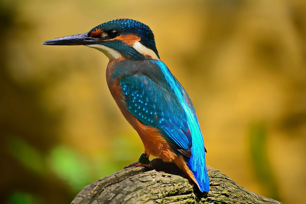 Free kingfisher image, public domain animal CC0 photo.