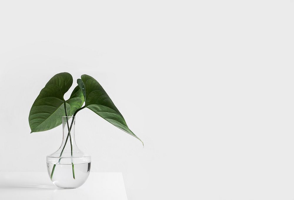 Free minimal house plant, vase image, public domain home decor CC0 photo.