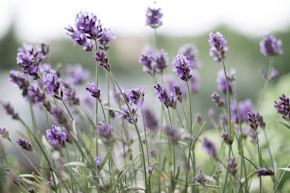 Free lavender image, public domain flower CC0 photo.