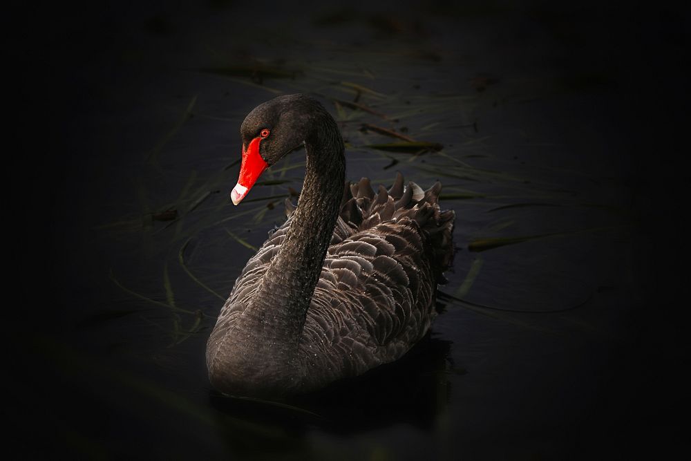 Free black swan on dark background image, public domain animal CC0 photo.