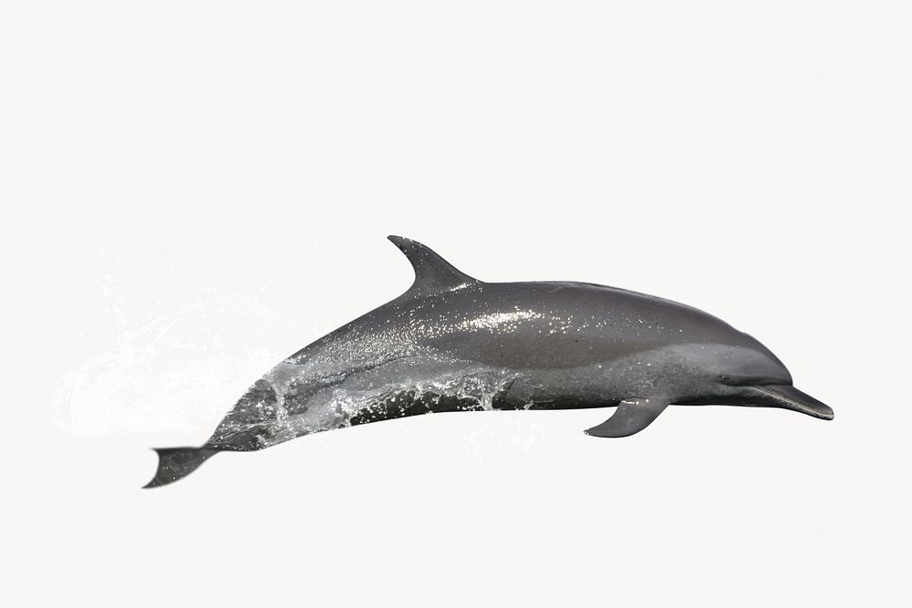 Dolphin jumping image element