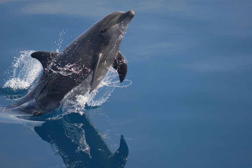 Free dolphin jumping image, public domain animal CC0 photo.