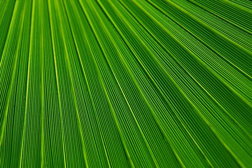 Palm leaf close up background, nature design