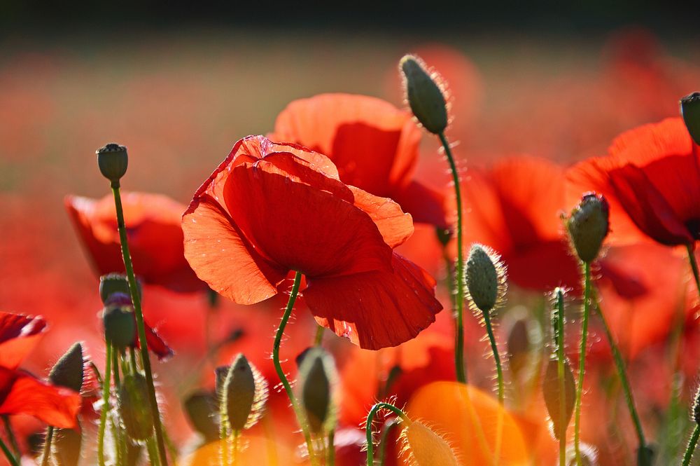 Free red poppy image, public domain flower CC0 photo.