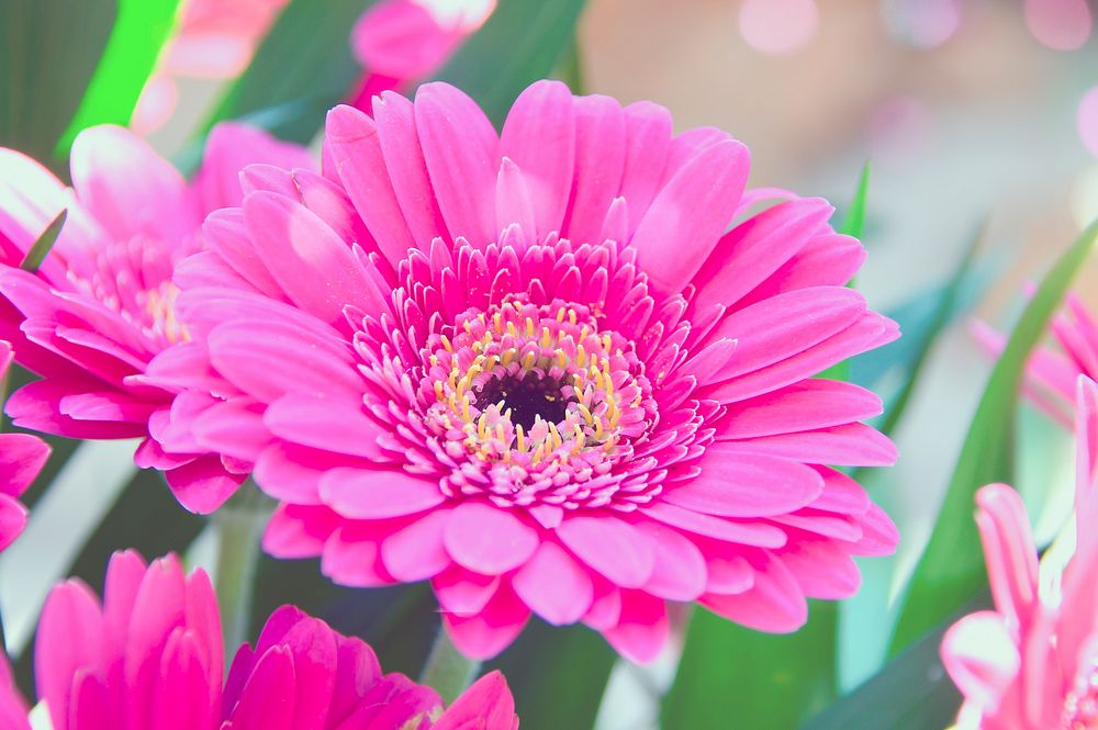 Free pink gerbera daisy image, public domain flower CC0 photo.