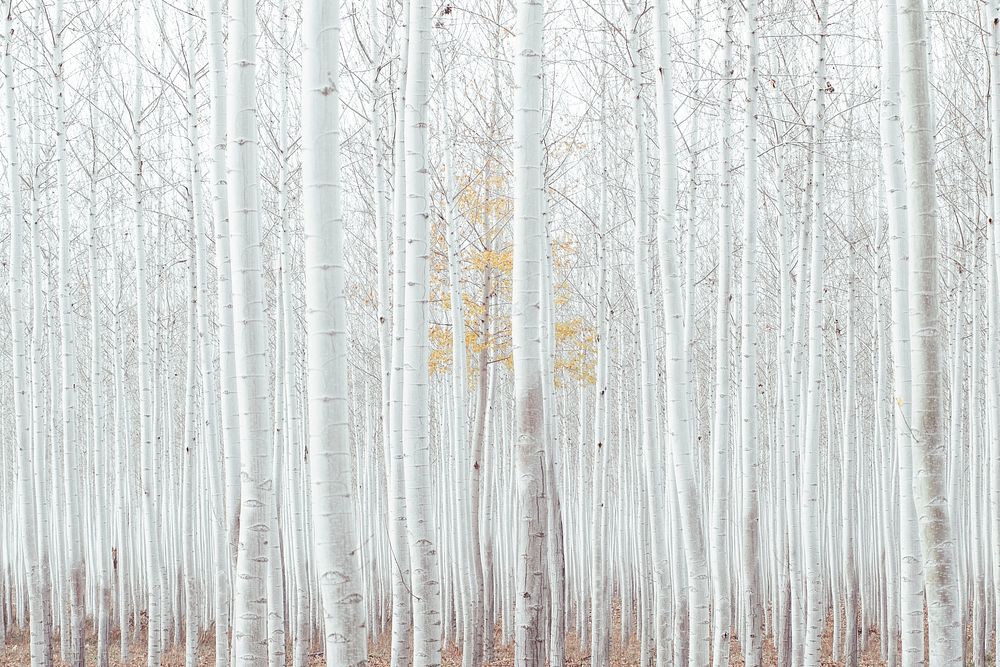 Free magical white woods image, public domain nature CC0 photo.