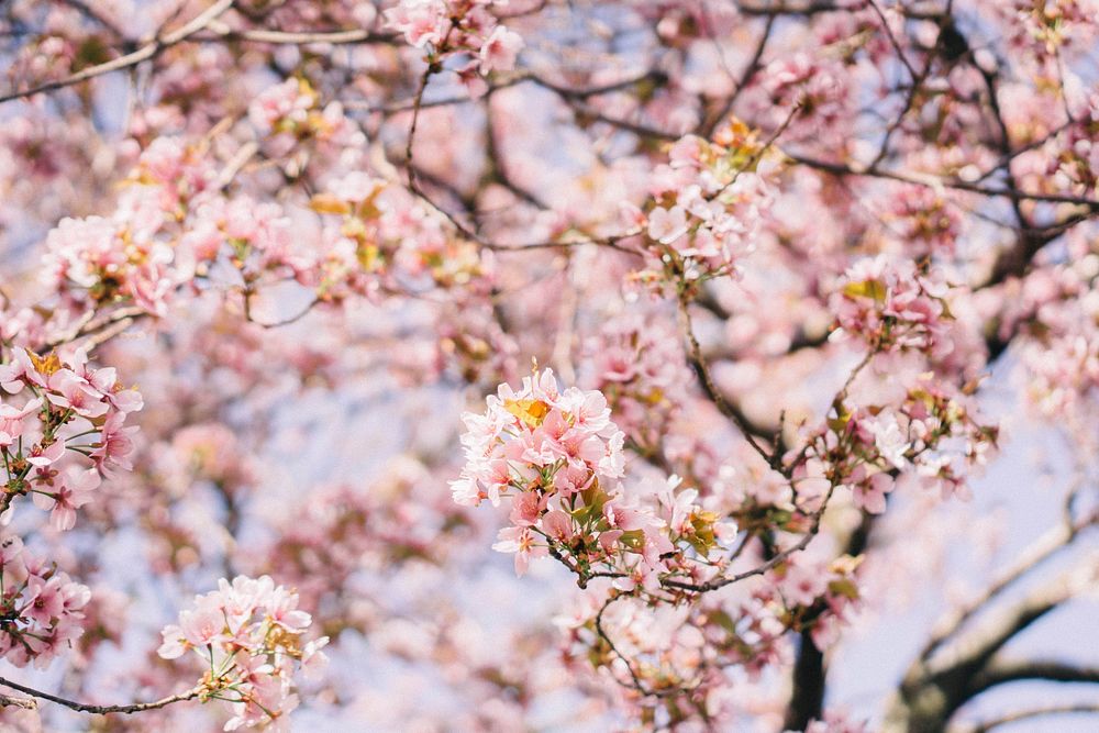 Free pink cherry blossom image, public domain flower CC0 photo.