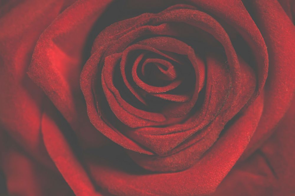 Free red rose background image, public domain flower CC0 photo.