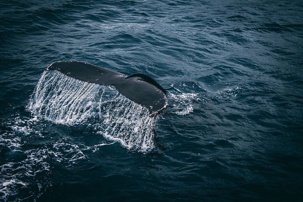 Free whale image, public domain animal CC0 photo.
