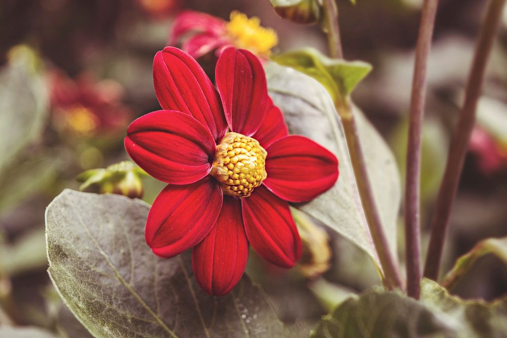 Free red daisy image, public domain flower CC0 photo.