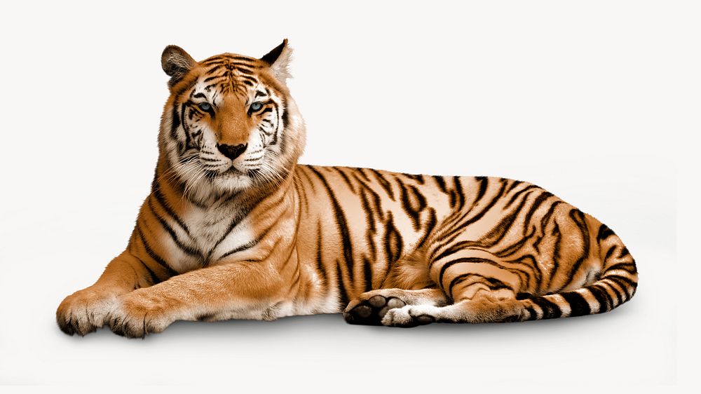 Tiger, wild animal design