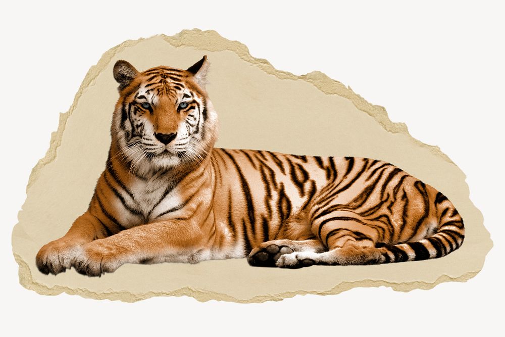 Tiger, wild animal on torn paper
